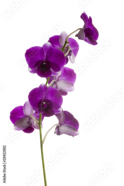 Obraz Orchid