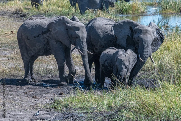 Obraz Elephant mud bath and dusting