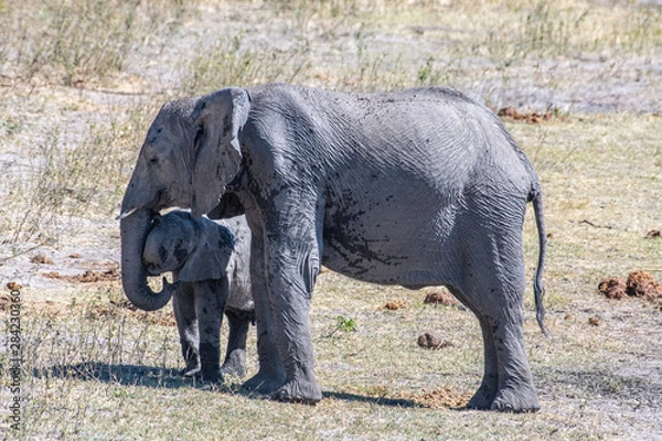 Fototapeta Elephant mud bath and dusting