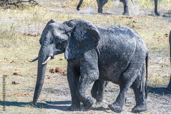Obraz Elephant mud bath and dusting