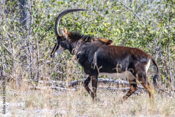 Obraz Sable antelope