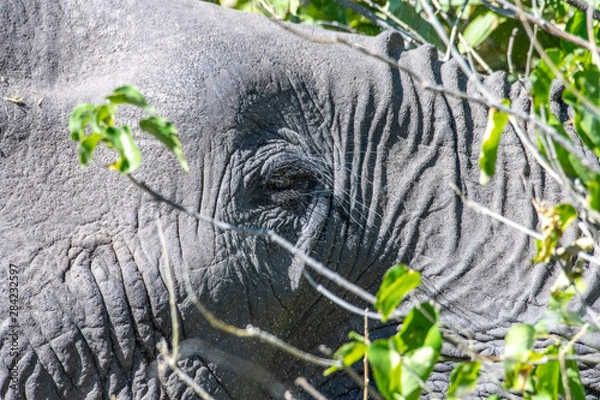 Obraz elephant eyelashes