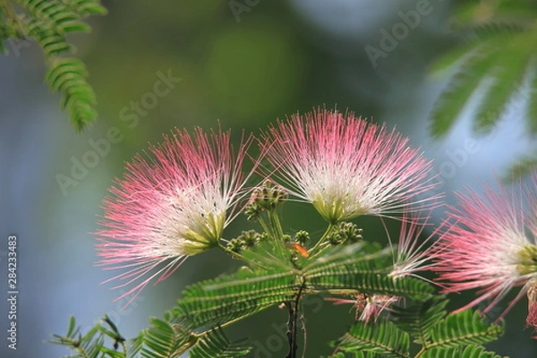 Obraz 合歓の木の花　Persian silk tree
