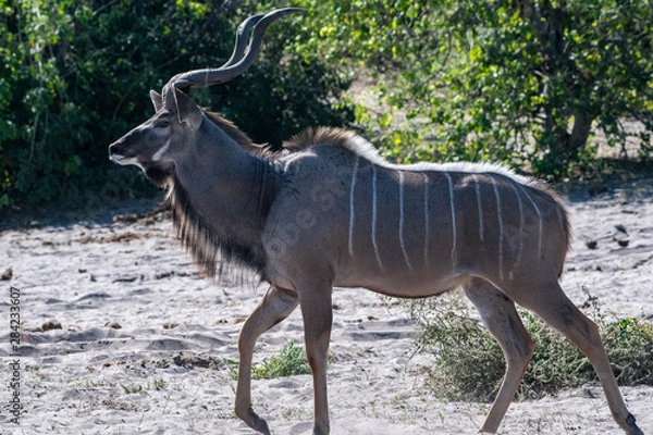 Obraz Kudu lateral view