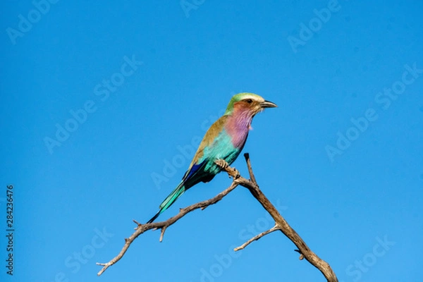 Obraz Lilac breasted roller