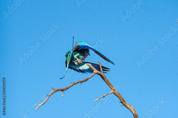 Obraz Lilac breasted roller