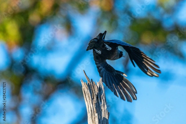 Obraz Glossy starling
