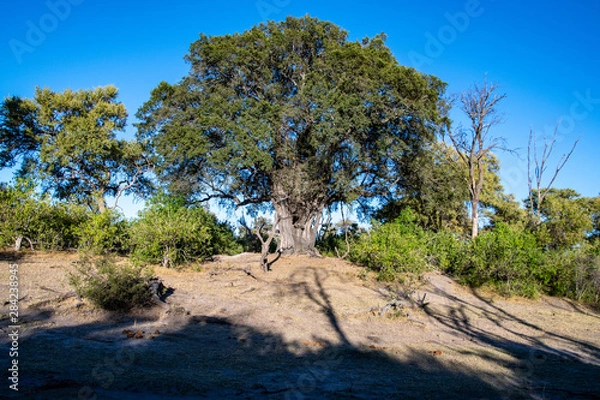 Obraz Okavango views