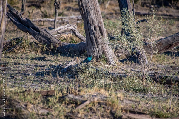 Obraz glossy straling