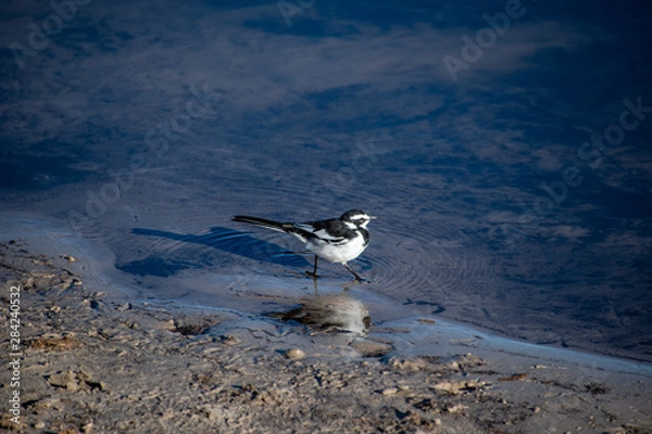 Obraz Pied Wagtail preening