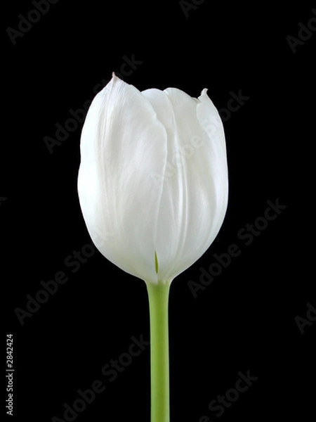 Obraz a white tuilip on black