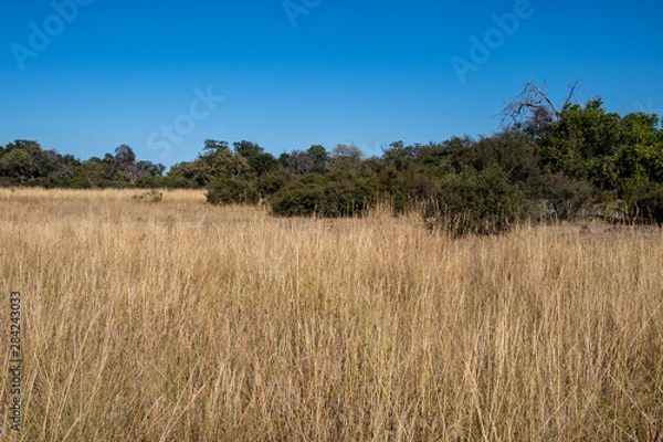 Obraz Okavango views
