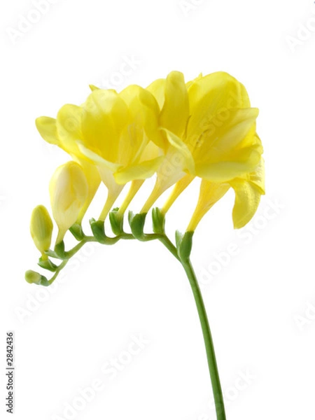 Obraz freesia isolated on white