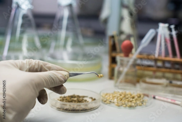 Obraz Medical instruments, gastropod , shellfish Laboratory Animals 