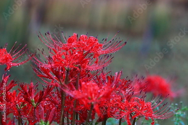 Fototapeta 雨上がりの花