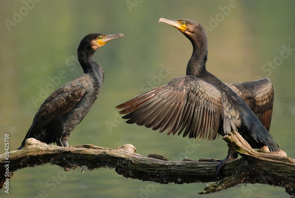 Obraz cormorant