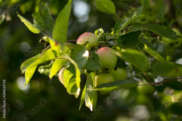 Obraz apples ripened on branch of  Apple tree in  garden