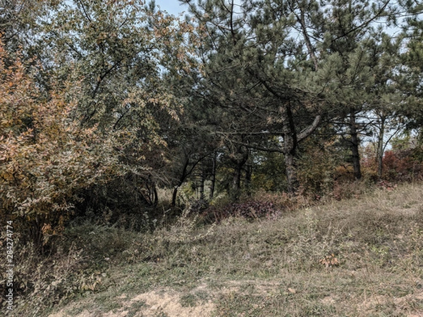 Fototapeta impenetrable thickets in a pine forest