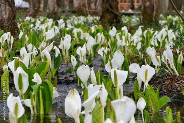 Obraz 《刺巻のミズバショウ》秋田県仙北市
