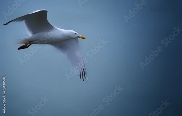 Obraz seagull in flight