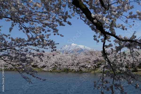 Fototapeta 《弘前公園の桜》青森県弘前市