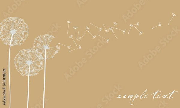 Fototapeta Vector elegant dandelion background