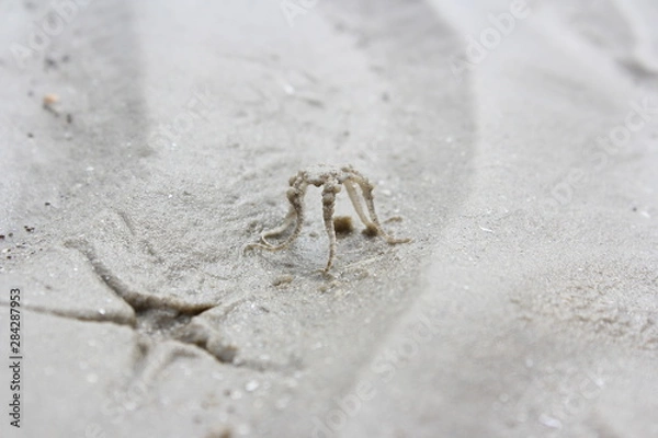 Obraz crab on the beach