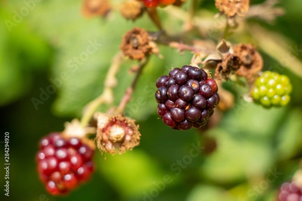 Obraz blue blackberry 