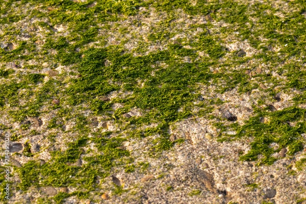 Obraz green moss on a stone