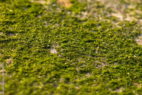 Obraz green moss on a stone