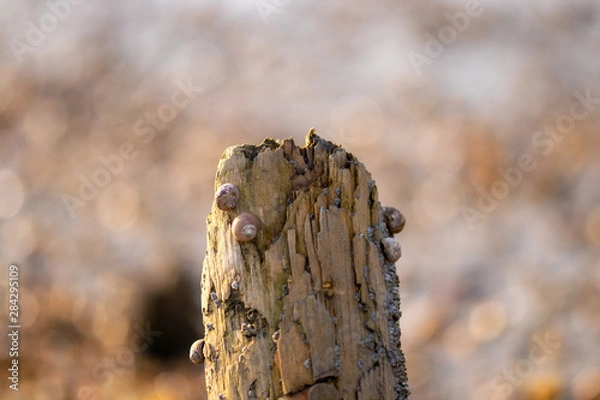 Obraz Shellfish on a wooden pole
