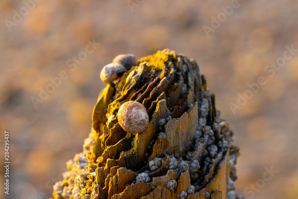 Obraz Shellfish on a wooden pole