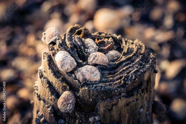 Obraz Shellfish on a wooden pole