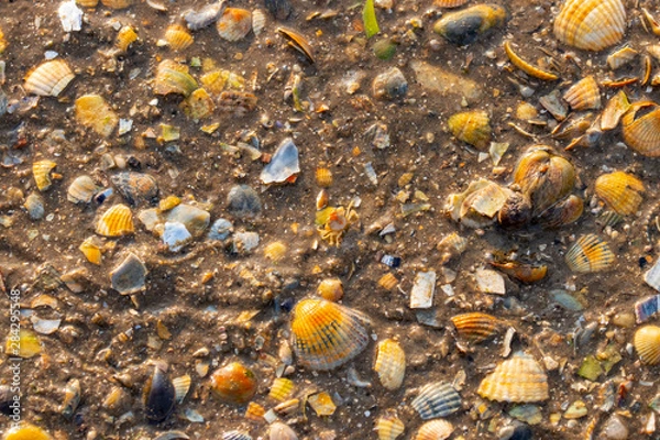 Obraz broken shellfish