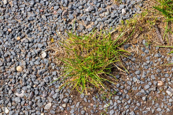 Obraz Grass on pebbles