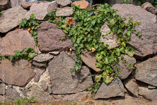 Obraz green flower at a wall