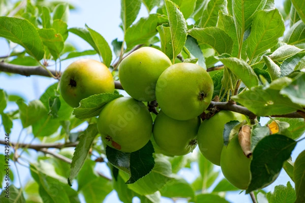 Obraz green apple on a tree