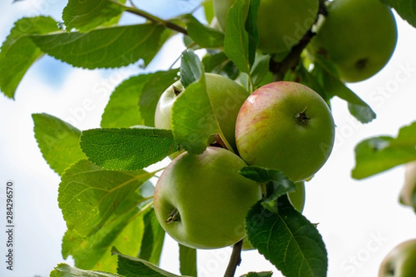 Obraz green apple on a tree