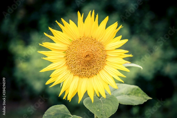 Obraz sunflower