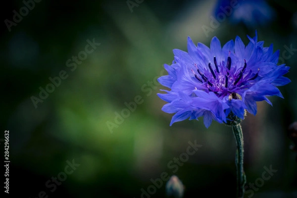 Obraz cornflower
