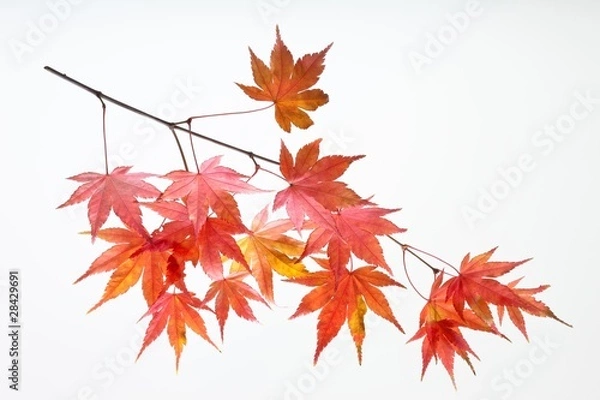 Obraz fallen_leaves_180