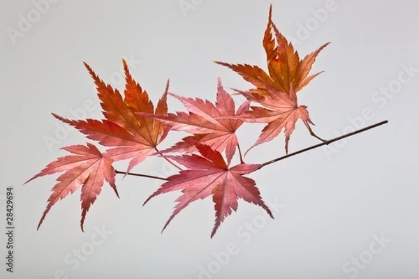 Obraz fallen_leaves_172