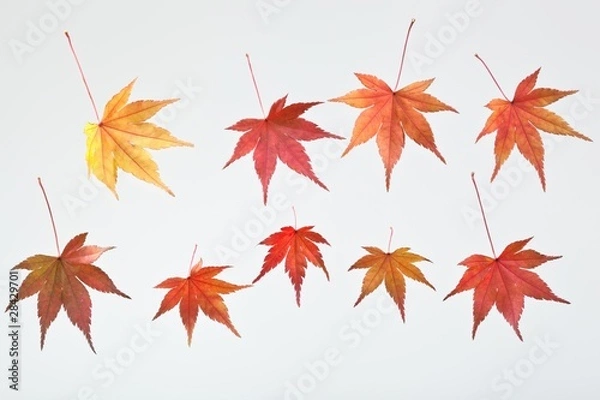 Obraz fallen_leaves_160