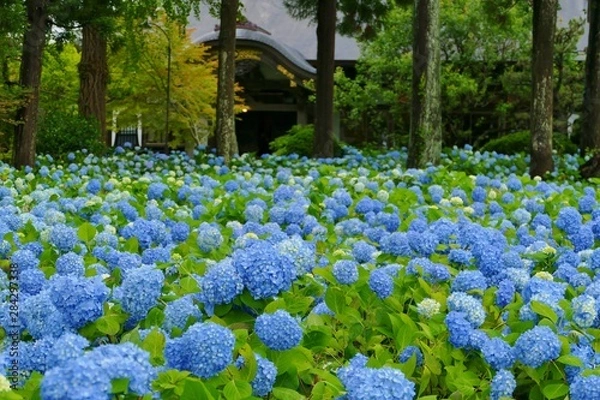 Fototapeta 雲昌寺（あじさい寺）秋田県男鹿市