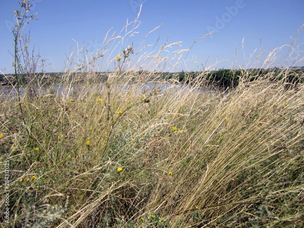 Fototapeta grass and sky