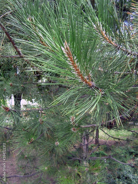 Fototapeta pine tree branch with cones