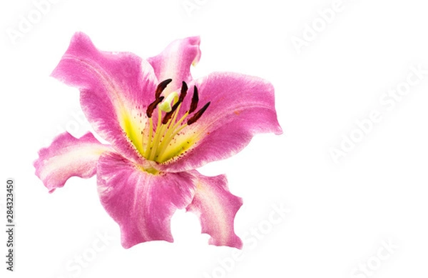 Obraz Pink lily flower. Pink lily flower isolated on a white background.
