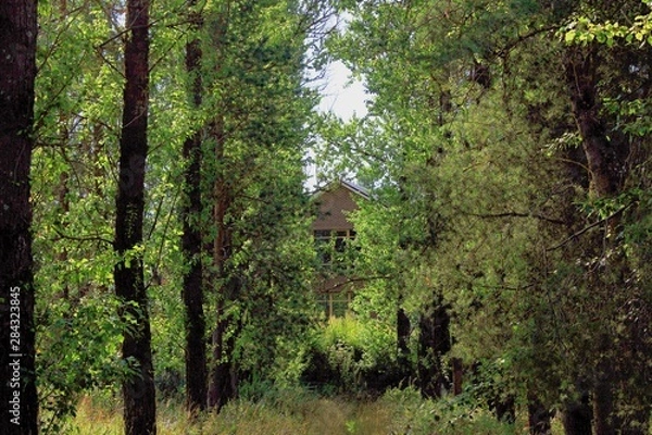Fototapeta overgrown with grass and trees path to the house