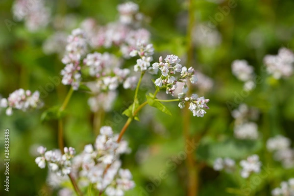 Fototapeta Buckwheat on a field.