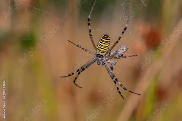 Fototapeta Network ruin hornet spider animal